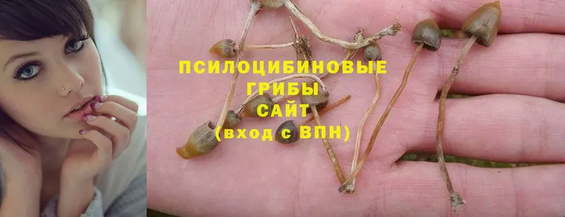 shop наркотические препараты  Джанкой  Псилоцибиновые грибы Cubensis 